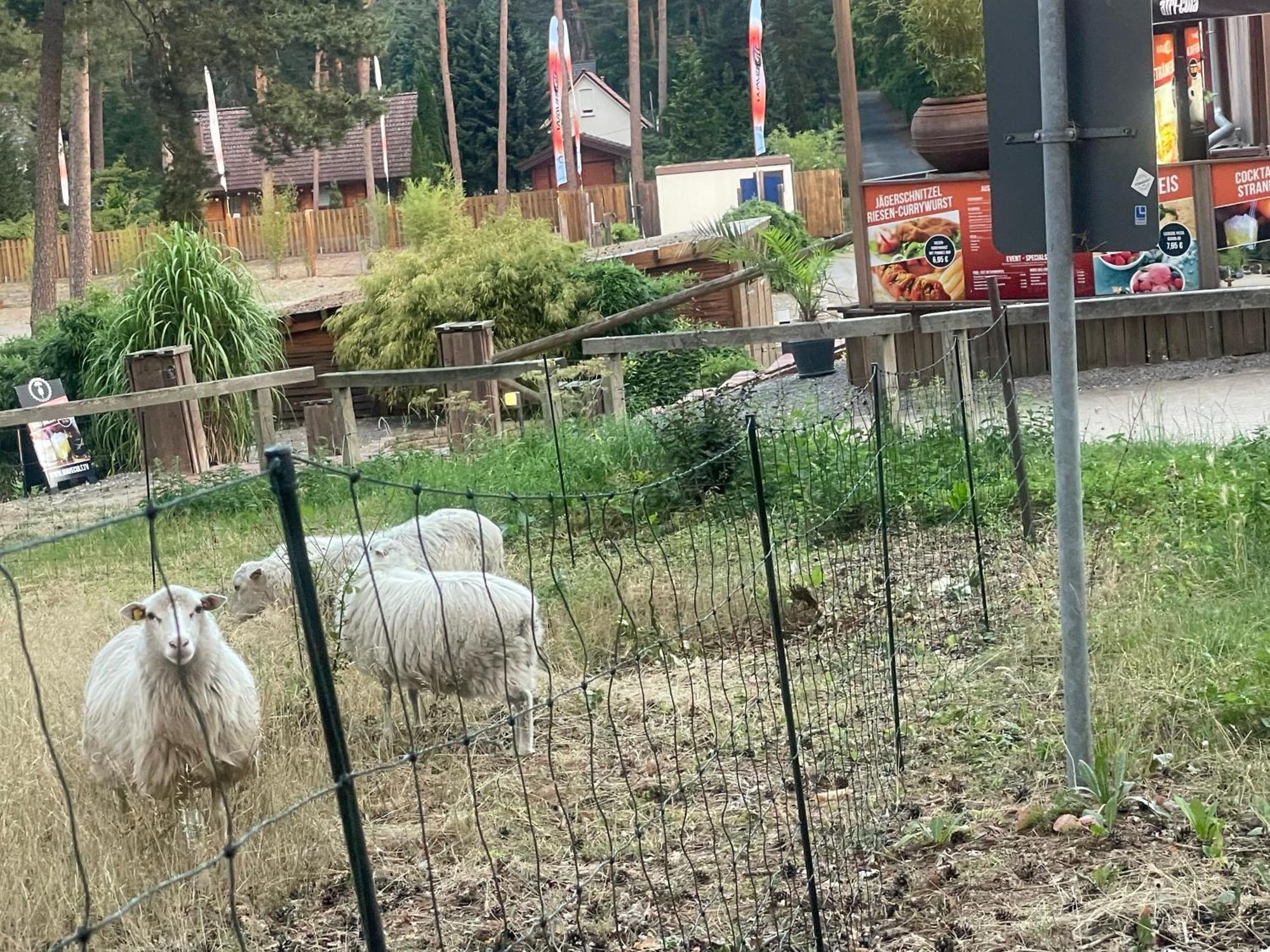 Strandhotel Weisser Berg Neustadt am Rübenberge Buitenkant foto